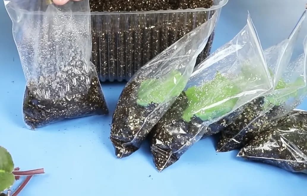 укорененный лист фиалки не дает деток