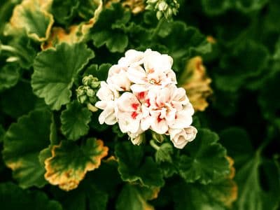 Как укоренить герань