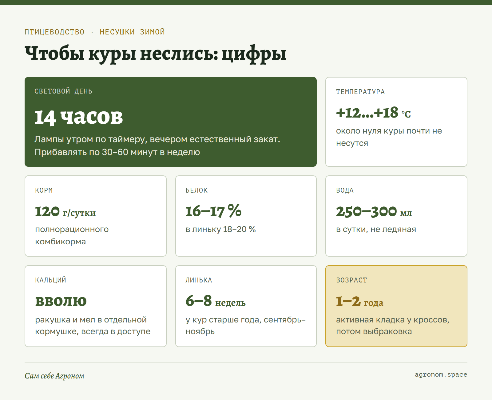 Инфокарточка: свет, температура, корм, белок и вода, при которых куры несутся зимой