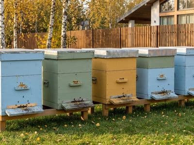 Ульи на пасеке осенью среди берёз с жёлтой листвой