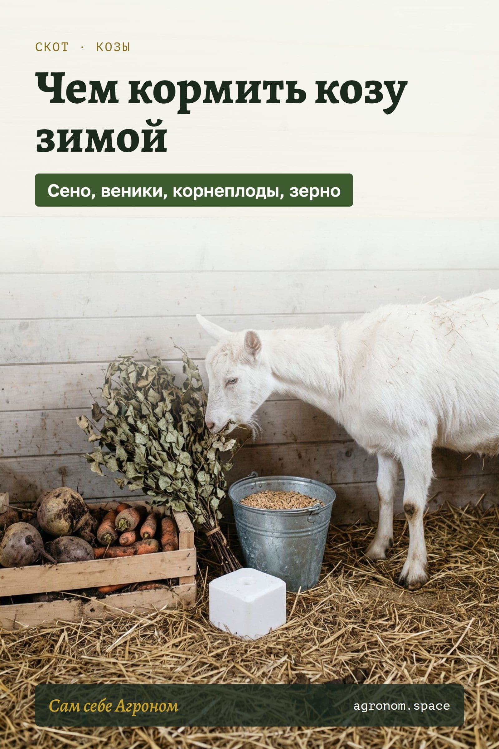 Пин для Pinterest: чем кормить козу зимой — сено, веники, корнеплоды, зерно
