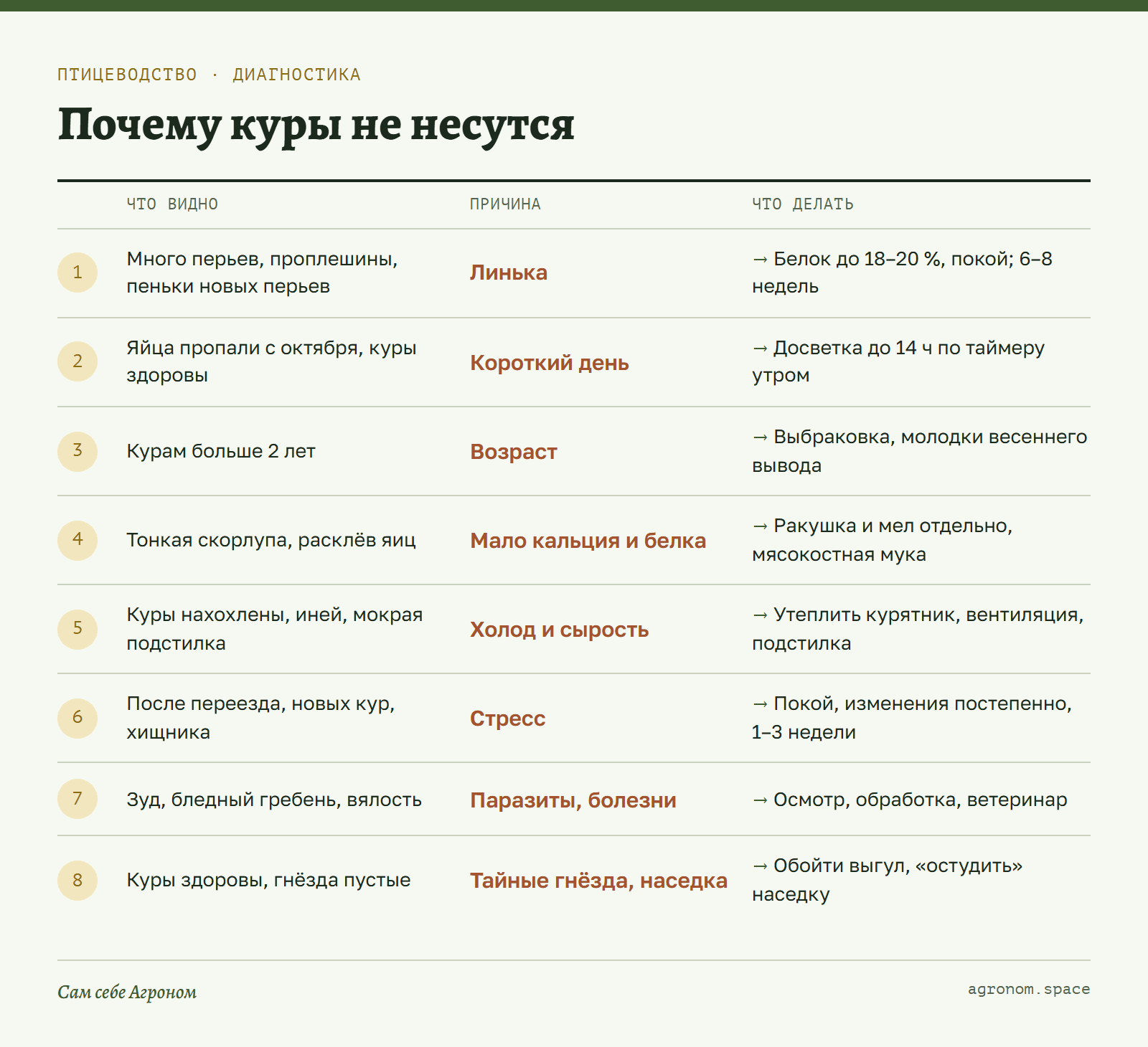 Инфокарточка: почему куры не несутся — признаки, причины и что делать