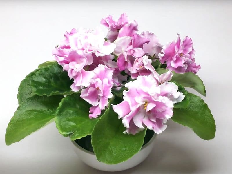 фиалка в домашних условиях