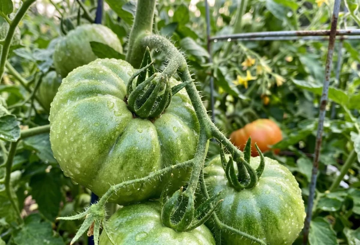 tomatoes