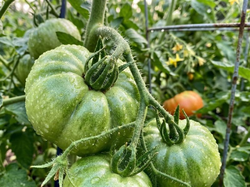 tomatoes